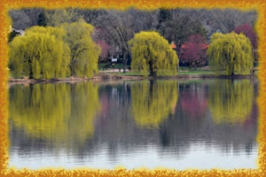 tree-lined lake